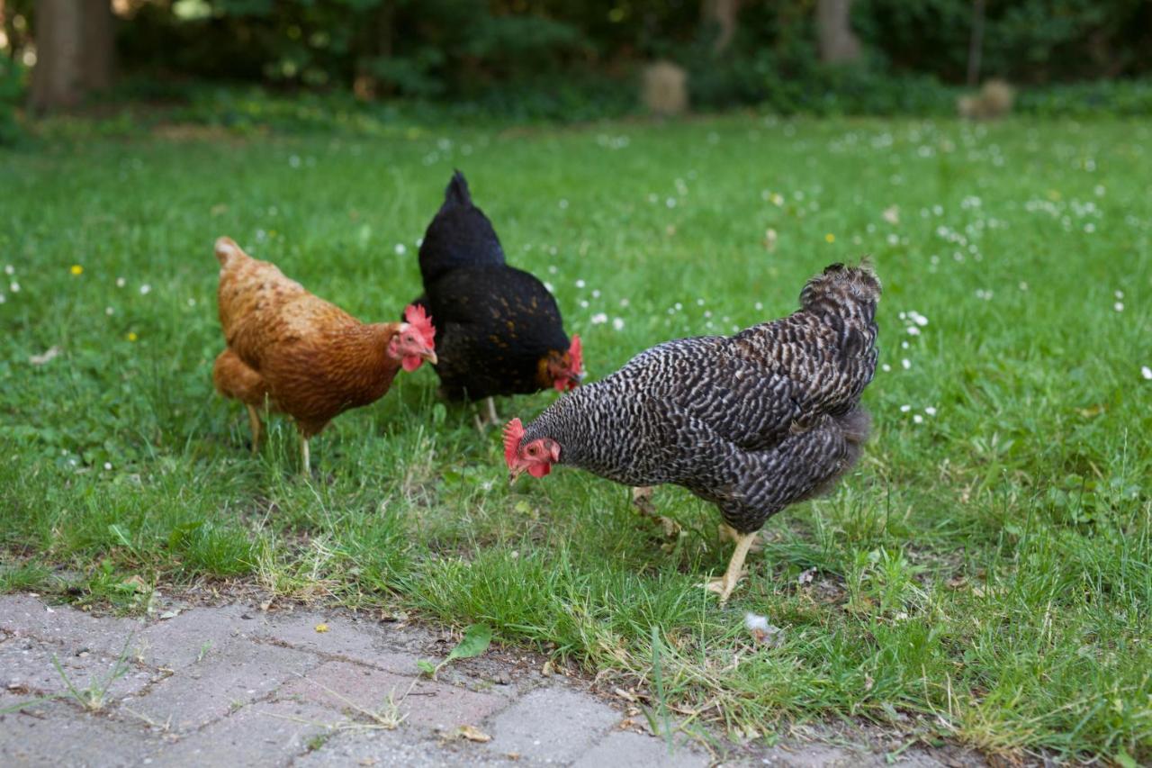 Heinkenszand B&B Boerderij De Vaete - Duurzaam Genieten In De Zak Van Zuid-Beveland מראה חיצוני תמונה